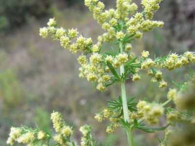 Artemisia annua o 'sweet wormwood' (alienplantsofbelgium.be)