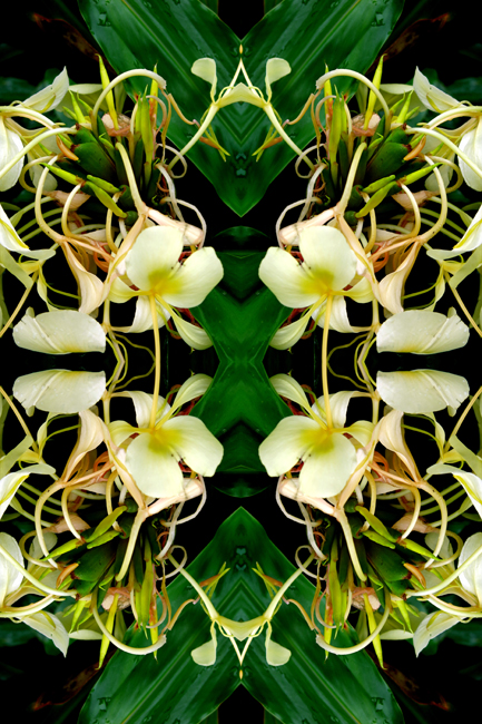 Fractal_Forest_Ginger