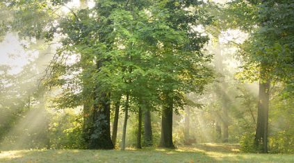 640px-Oak-Maple-Woods_in_Summer