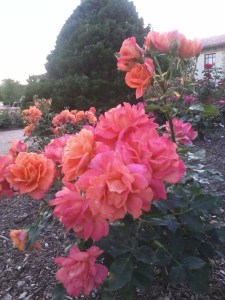 Foto por Samadhi Yaisha