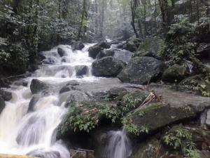 Foto tomada por Samadhi Yaisha Vargas. El Yunque, Puerto Rico, diciembre de 2013