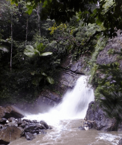 Foto por Samadhi Yaisha Vargas. El Yunque, diciembre de 2013