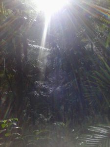 Foto por Samadhi Yaisha en El Yunque, Puerto Rico. Copyright © 2013.