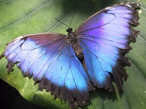 Hunawihr-morpho-butterfly