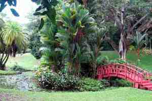 Estanque de flores de loto, Jardín Botánico de Río Piedras.