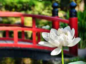 lotojardinbotanicoviajesyfotografia
