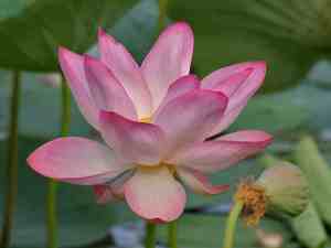 Nelumbo_nucifera_(Indian_Lotus)_in_Hyderabad_wiki