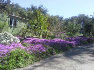 Monasterio en Deer Park, California