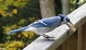 Blue_Jay_with_Peanut