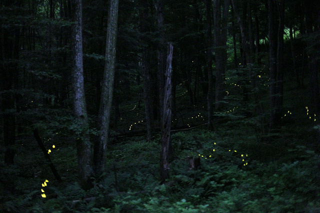 Fireflies