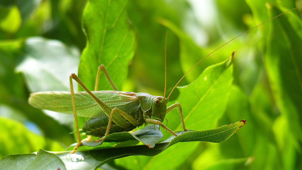 Great_Green_Bush-Cricket.Grünes_Heupferd_(Tettigonia_viridissima)