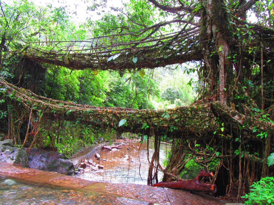 double_decker_living_root_bridge_at_meghalaya