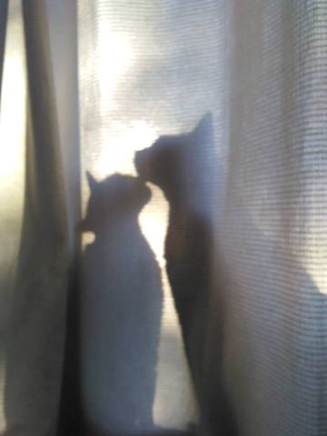 Escondiéndose detrás de la cortina