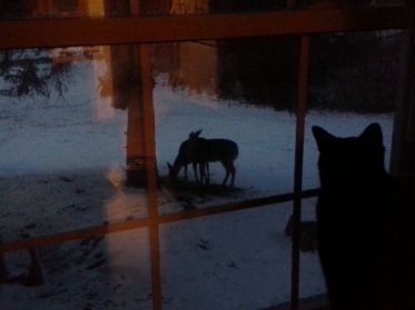 Romeo mirando los venados por la ventana en Unity Village, Missouri
