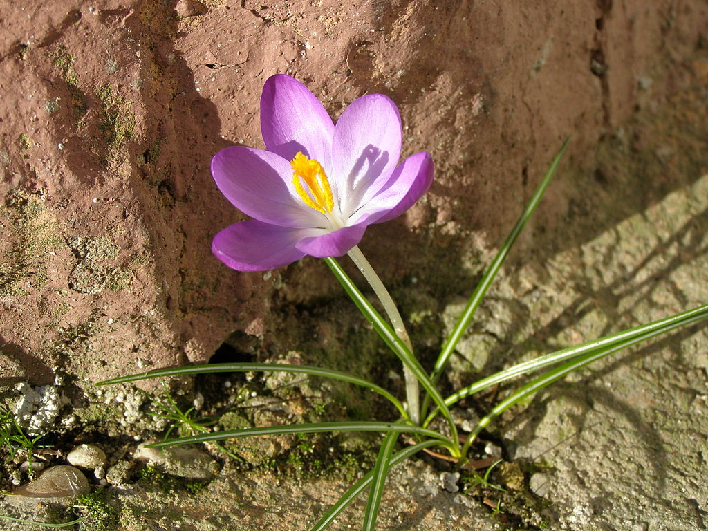 Crocus_out_of_concrete